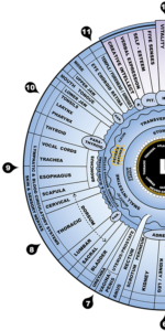 International College of Iridology – Working to bring together ...